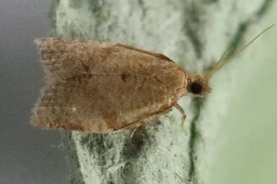 <i>Clepsis consimilana</i>