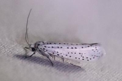 <i>Yponomeuta evonymella</i>