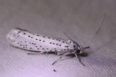 <i>Yponomeuta evonymella</i>