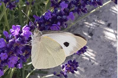 Pieris brassicae