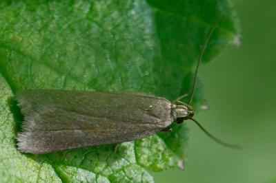 <i>Acompsia cinerella</i>