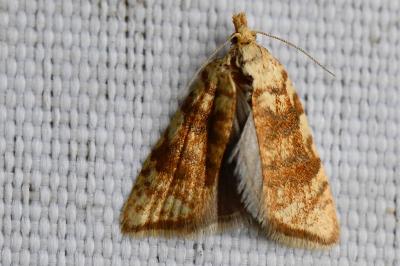 <i>Aleimma loeflingiana</i>