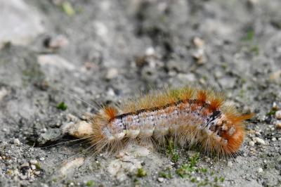 Noctuelle du Coudrier 