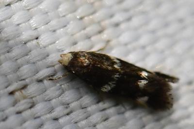 <i>Elachista luticomella</i>