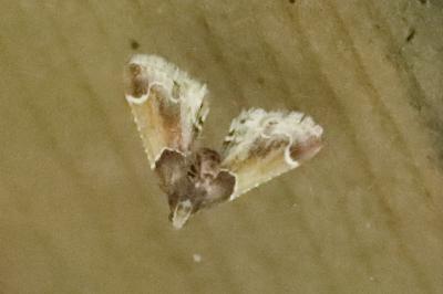 <i>Pyralis farinalis</i>