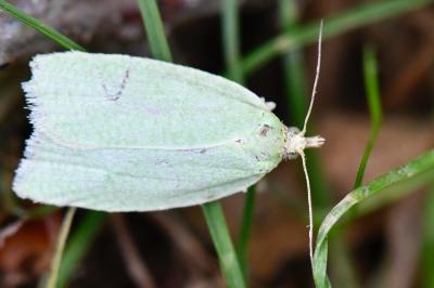 <i>Tortrix viridana</i>