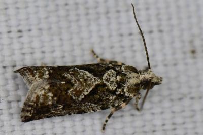 <i>Zeiraphera isertana</i>