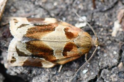 <i>Archips xylosteana</i>