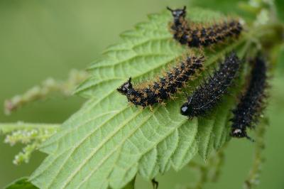 Araschnia levana