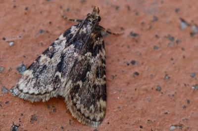 <i>Aglossa caprealis</i>