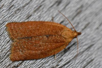 <i>Clepsis consimilana</i>