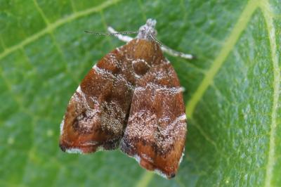 <i>Choreutis nemorana</i>