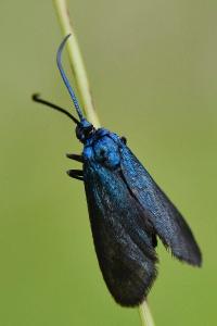 Procris du Prunier 