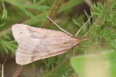 <i>Synaphe punctalis</i>