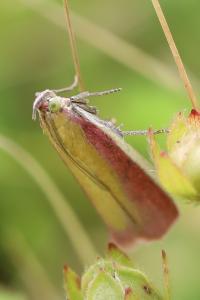 <i>Oncocera semirubella</i>