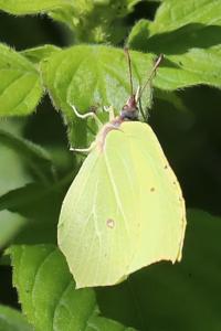 Citron 