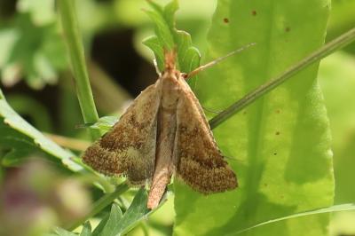 <i>Synaphe punctalis</i>