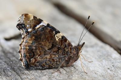 Vulcain 