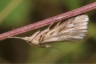 Cynaeda dentalis