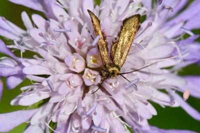 <i>Nemophora metallica</i>