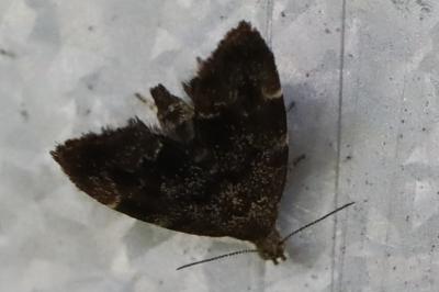<i>Anthophila fabriciana</i>
