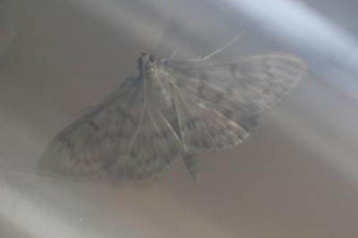 <i>Patania ruralis</i>