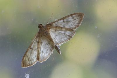 <i>Patania ruralis</i>