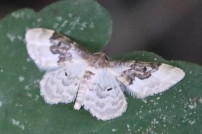 Acidalie campagnarde 