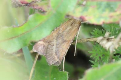<i>Synaphe punctalis</i>