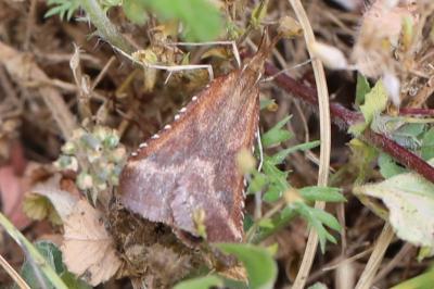 <i>Synaphe punctalis</i>