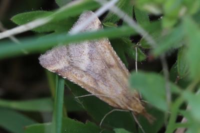 <i>Synaphe punctalis</i>