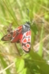 Zygène du Sainfoin 