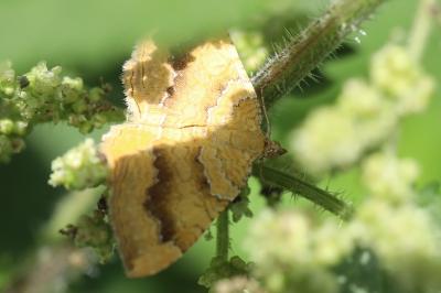 Brocatelle d'or 