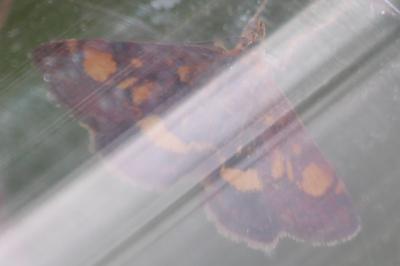 <i>Pyrausta aurata</i>