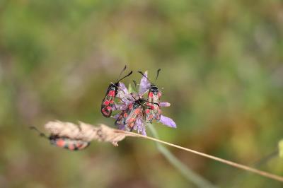 Zygène du Sainfoin 