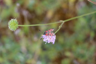 Zygène du Sainfoin 
