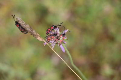Zygène du Sainfoin 