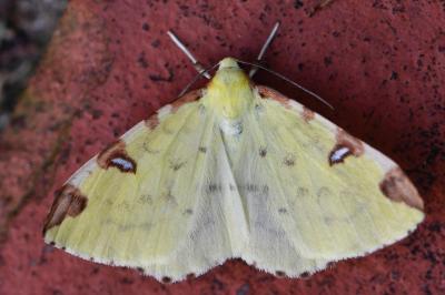 Citronnelle rouillée 