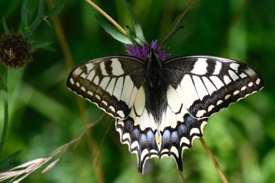 Machaon 