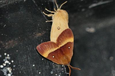 Bombyx du Chêne 