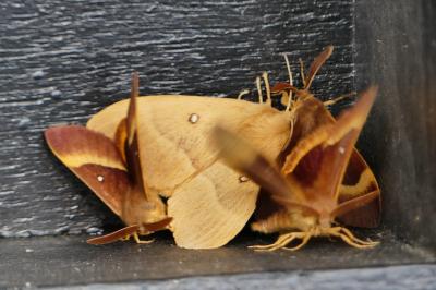 Bombyx du Chêne 