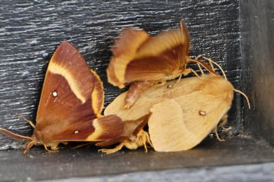 Bombyx du Chêne 
