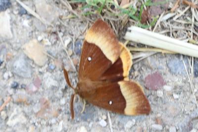 Bombyx du Chêne 