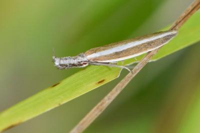 <i>Pleurota aristella</i>