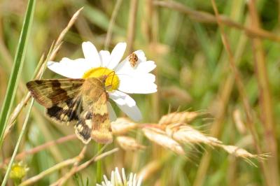 Noctuelle de la Cardère 