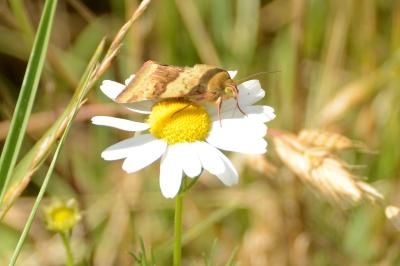 Noctuelle de la Cardère 
