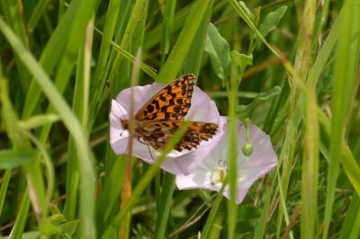 Petite Violette 