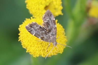 <i>Anthophila fabriciana</i>