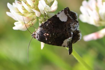 Noctuelle en deuil 