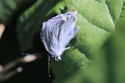 Azuré des Nerpruns 